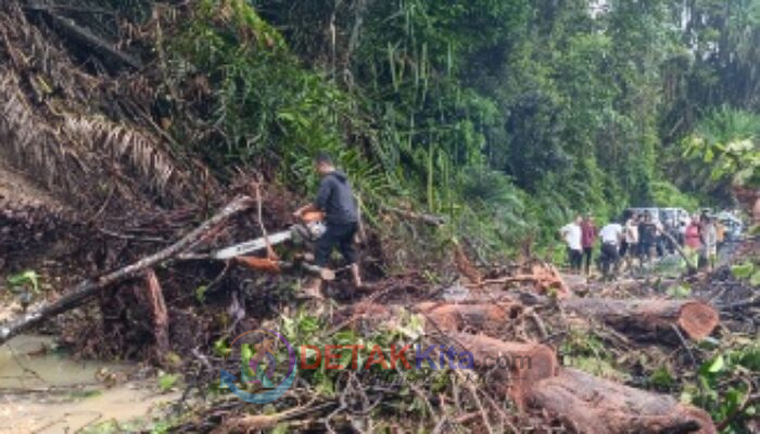 Lintas Teluk Kuantan – Pekanbaru Putus Tertutup Pohon Akibat Longsor BPBD Terjunkan Tim Alpha