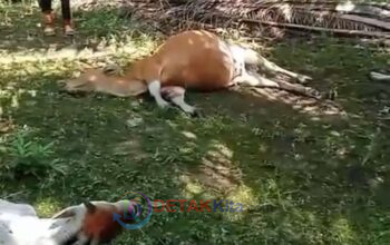 Tujuh Ekor Sapi Warga Tewas Terdampak Bencana Sambaran Petir