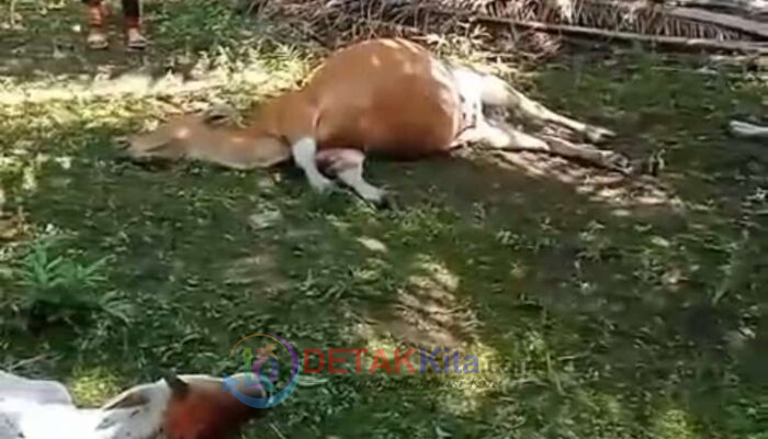 Tujuh Ekor Sapi Warga Tewas Terdampak Bencana Sambaran Petir