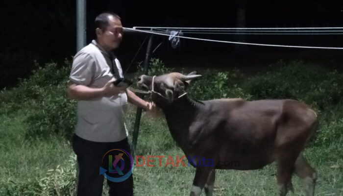 Firdaus Serahkan Sapi Kurban Idul Adha Untuk Ponpes Dar El Rasyid