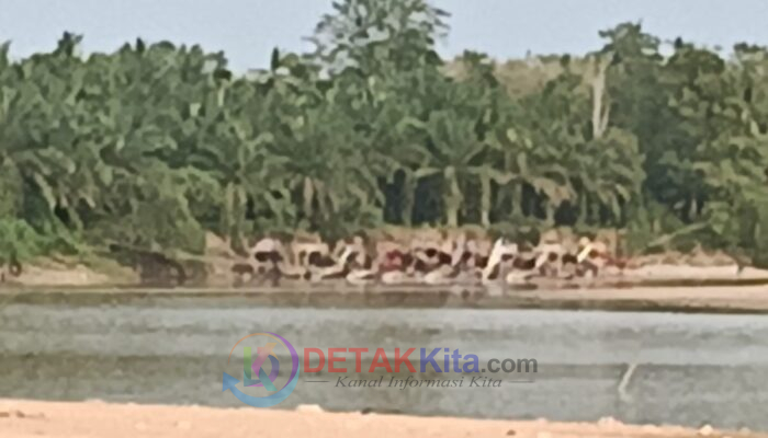Diduga APH Tutup Mata dan Tidak Serius Tangani Aktivitas Tambang Ilegal, Lawan Instruksi Kapolda Riau: “Kuansing Zero PETI”