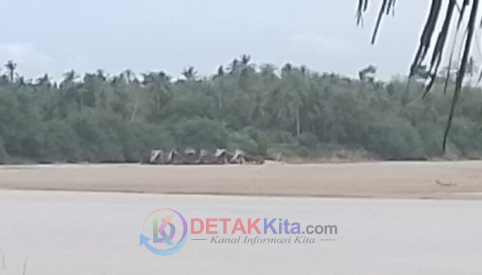 PETI Menggila di Inuman: Dugaan Kuat Polsek Cerenti Sekongkol dengan Koordinator Lapangan, Lawan Instruksi Kapolda Riau