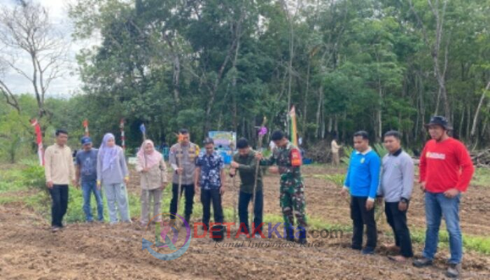 Perdana di KHS, Desa Sungai Sorik Tanam Jagung Pipil Dukung Swasembada Pangan Nasional 2025