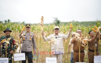 Bupati Suhardiman Panen Raya Jagung Pipil di Desa Pasarbaru Pangean Bupati Suhardiman Panen Raya Jagung Pipil di Desa Pasarbaru Pangean
