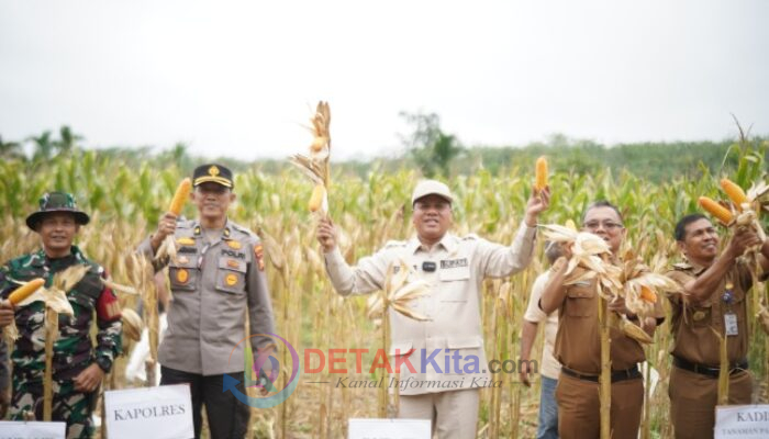 Bupati Suhardiman Panen Raya Jagung Pipil di Desa Pasarbaru Pangean