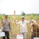 Bupati Suhardiman Panen Raya Jagung Pipil di Desa Pasarbaru Pangean