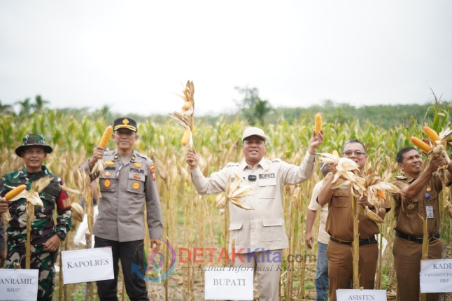 Bupati Suhardiman Panen Raya Jagung Pipil di Desa Pasarbaru Pangean