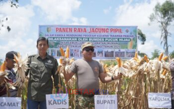 Jagung Emas dari Inuman! Desa Lebuh Lurus Catat Sejarah Baru, Bupati Suhardiman Turun Langsung ke Ladang