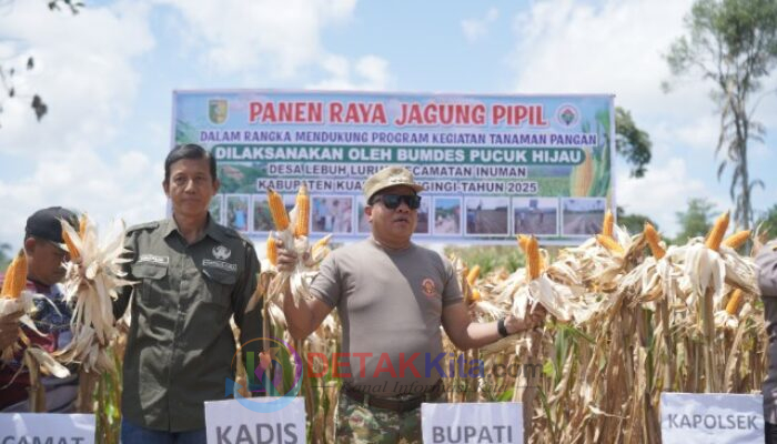 Jagung Emas dari Inuman! Desa Lebuh Lurus Catat Sejarah Baru, Bupati Suhardiman Turun Langsung ke Ladang