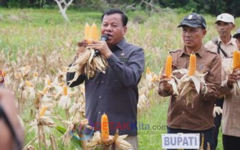 Bupati Suhardiman ‘Warning’ Warga Saat Panen Jagung: Jangan Dijual Semua! Kapolres Kaget Kuansing Punya 215 Hektar