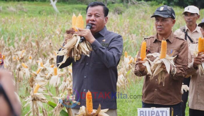 Bupati Suhardiman ‘Warning’ Warga Saat Panen Jagung: Jangan Dijual Semua! Kapolres Kaget Kuansing Punya 215 Hektar