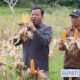 Bupati Suhardiman ‘Warning’ Warga Saat Panen Jagung: Jangan Dijual Semua! Kapolres Kaget Kuansing Punya 215 Hektar