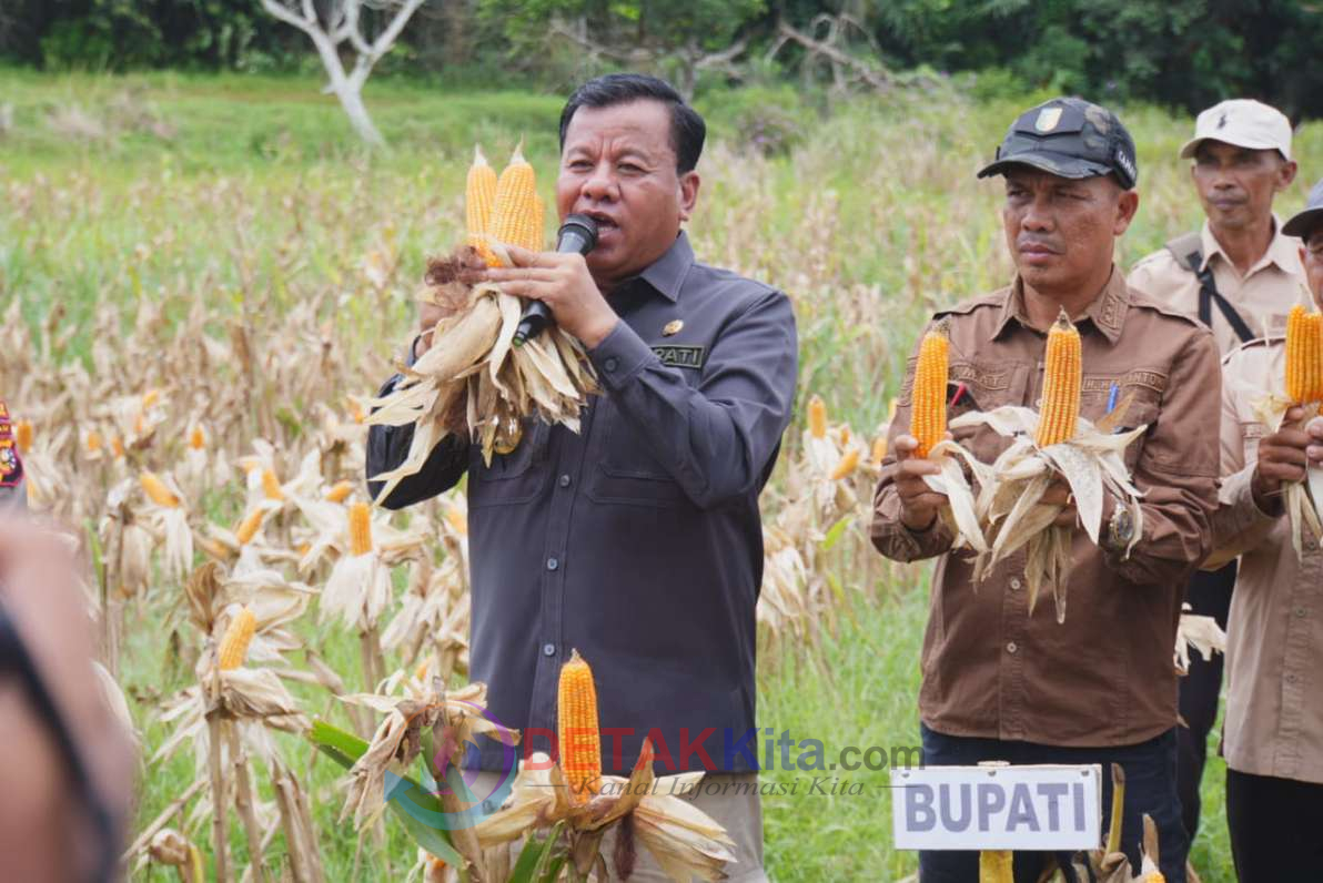 Bupati Suhardiman ‘Warning’ Warga Saat Panen Jagung: Jangan Dijual Semua! Kapolres Kaget Kuansing Punya 215 Hektar
