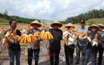 Panen Raya Jagung Pipil di Kuansing: Desa Sungai Sirih Buktikan Bisa Jadi Pusat Ketahanan Pangan Nasional! Panen Raya Jagung Pipil di Kuansing: Desa Sungai Sirih Buktikan Bisa Jadi Pusat Ketahanan Pangan Nasional!