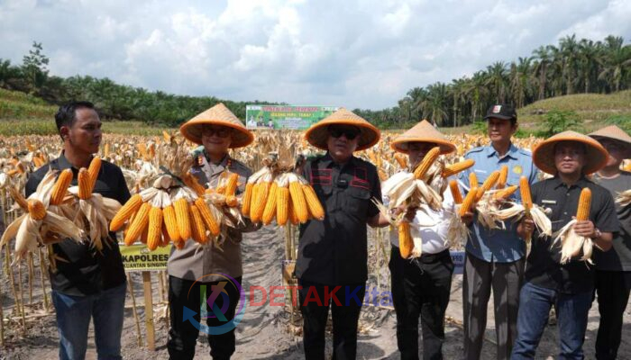Panen Raya Jagung Pipil di Kuansing: Desa Sungai Sirih Buktikan Bisa Jadi Pusat Ketahanan Pangan Nasional!