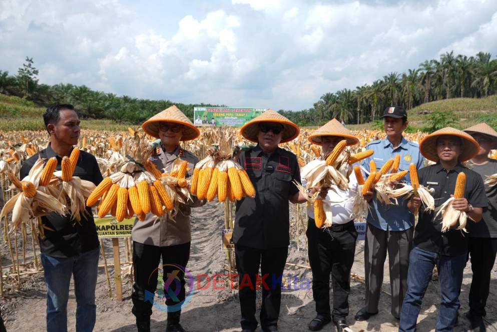 Panen Raya Jagung Pipil di Kuansing: Desa Sungai Sirih Buktikan Bisa Jadi Pusat Ketahanan Pangan Nasional!