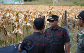 Hanya 2 Ton dari 2 Hektare, Bupati Suhardiman Punya Rencana Besar dari Jagung Pipil Desa Sungai Sirih!