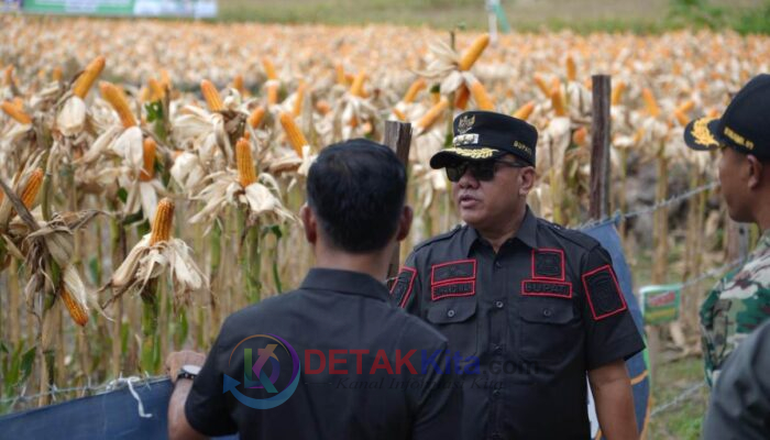 Hanya 2 Ton dari 2 Hektare, Bupati Suhardiman Punya Rencana Besar dari Jagung Pipil Desa Sungai Sirih!