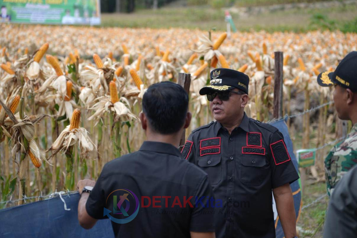 Hanya 2 Ton dari 2 Hektare, Bupati Suhardiman Punya Rencana Besar dari Jagung Pipil Desa Sungai Sirih!