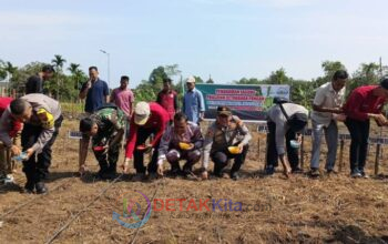 Dari Benai Kecil untuk Negeri: Polisi dan Desa Bergandeng Tangan Tanam Jagung Demi Ketahanan Pangan