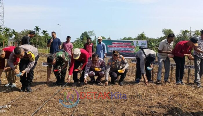 Dari Benai Kecil untuk Negeri: Polisi dan Desa Bergandeng Tangan Tanam Jagung Demi Ketahanan Pangan