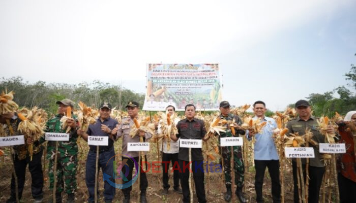 Bupati Suhardiman Panen Raya Jagung Pipil: Bukti Nyata Kuansing Dukung Kemandirian Pangan Nasional