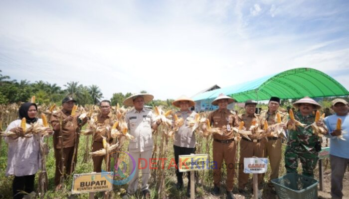 Bupati Suhardiman Panen Jagung Pipil di Sungai Keranji: Bukti Nyata Komitmen Daerah Wujudkan Ketahanan Pangan