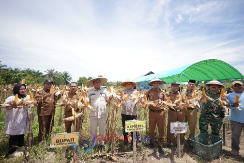 Bupati Suhardiman Panen Jagung Pipil di Sungai Keranji: Bukti Nyata Komitmen Daerah Wujudkan Ketahanan Pangan