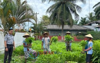 Dukung Ketahanan Pangan Nasional, Lapas Labuhan Ruku Panen 150 Kg Kangkung