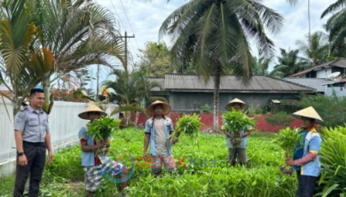 Dukung Ketahanan Pangan Nasional, Lapas Labuhan Ruku Panen 150 Kg Kangkung