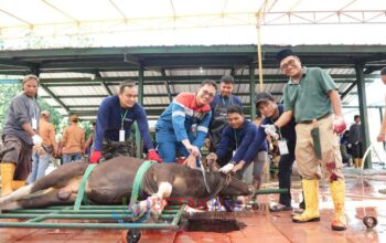 Pertamina Kilang Dumai Tebar 100 Hewan Kurban—Warga Ring 1 Hingga Peternak Lokal Ikut Rasakan Manfaat