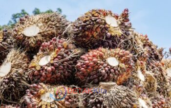 TBS Sawit Plasma Riau Naik Tipis—Harga Tembus Hampir Rp4.000/Kg