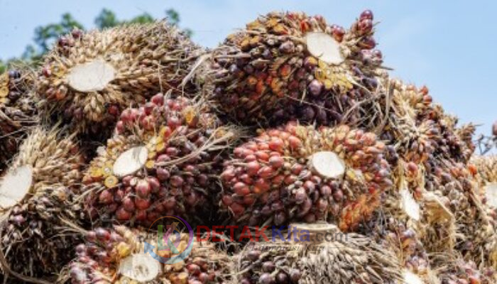 TBS Sawit Plasma Riau Naik Tipis—Harga Tembus Hampir Rp4.000/Kg