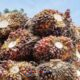 TBS Sawit Plasma Riau Naik Tipis—Harga Tembus Hampir Rp4.000/Kg