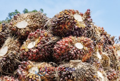 TBS Sawit Plasma Riau Naik Tipis—Harga Tembus Hampir Rp4.000/Kg