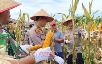 Panen Raya Jagung di Singingi Hilir—Kapolres AKBP Hidayat Turun Langsung Dukung ASTA CITA Presiden