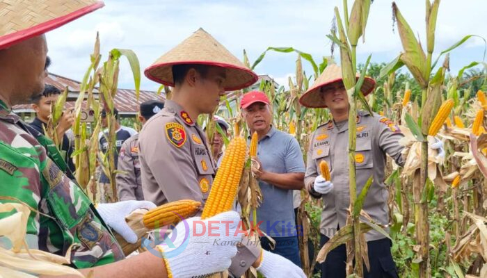 Panen Raya Jagung di Singingi Hilir—Kapolres AKBP Hidayat Turun Langsung Dukung ASTA CITA Presiden