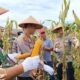 Panen Raya Jagung di Singingi Hilir—Kapolres AKBP Hidayat Turun Langsung Dukung ASTA CITA Presiden
