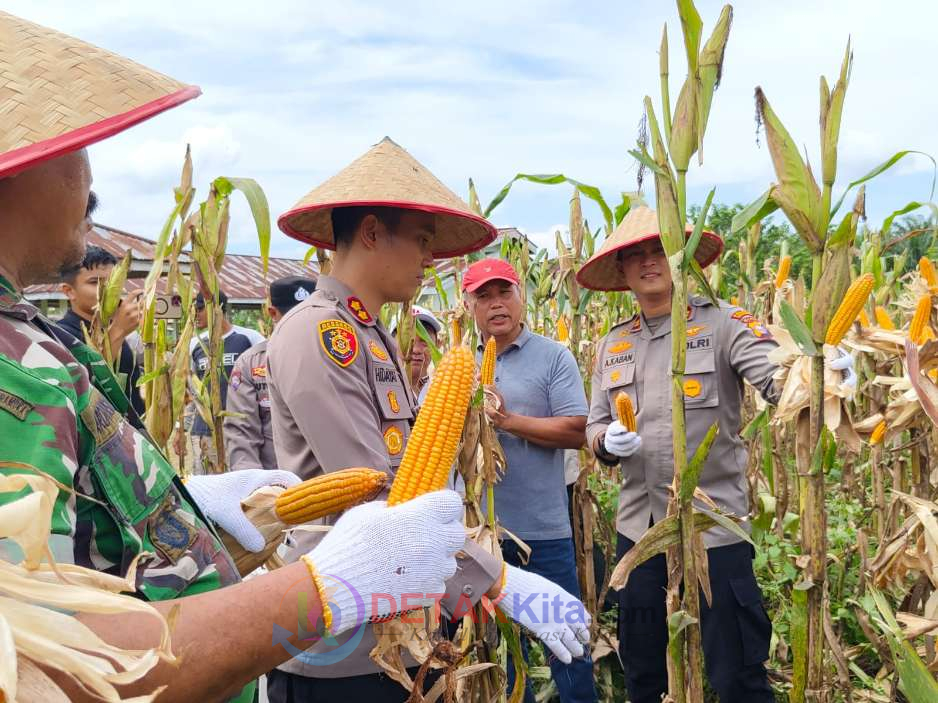 Panen Raya Jagung di Singingi Hilir—Kapolres AKBP Hidayat Turun Langsung Dukung ASTA CITA Presiden