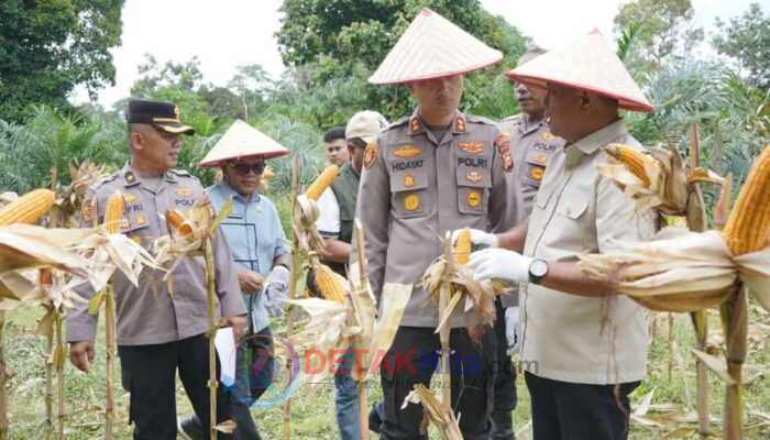 Kapolres AKBP Hidayat Sebut Panen Raya Jagung di Banjar Guntung Bukti Nyata Ketahanan Pangan Nasional