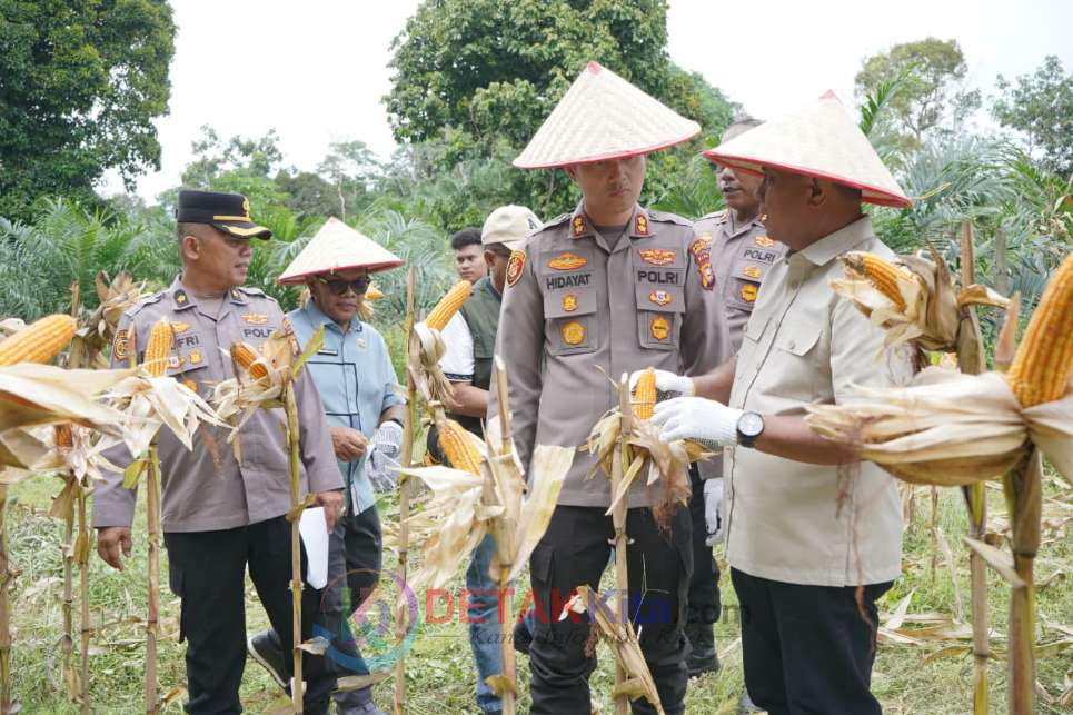 Kapolres AKBP Hidayat Sebut Panen Raya Jagung di Banjar Guntung Bukti Nyata Ketahanan Pangan Nasional