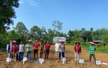 Dukung ASTA CITA Presiden—Kampung Madura Jadi Kampung Percontohan Jagung Pipil di Kuantan Hilir