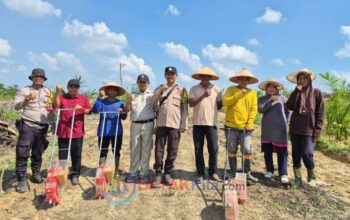PT AA Tancap Gas! Lahan Jagung di Singingi Hilir Meluas Jadi 16 Hektar—Dukung Swasembada Pangan Nasional