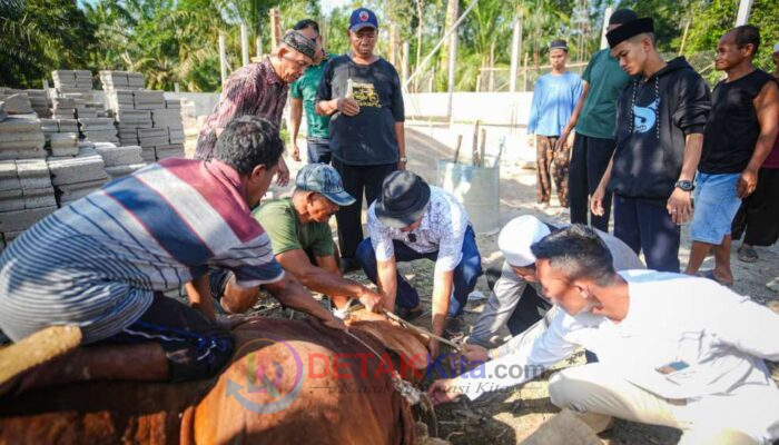 Sapi Kurban Presiden Prabowo 829 Kg Disembelih di Inuman — Warga Kuansing Bersyukur