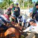 Sapi Kurban Presiden Prabowo 829 Kg Disembelih di Inuman — Warga Kuansing Bersyukur