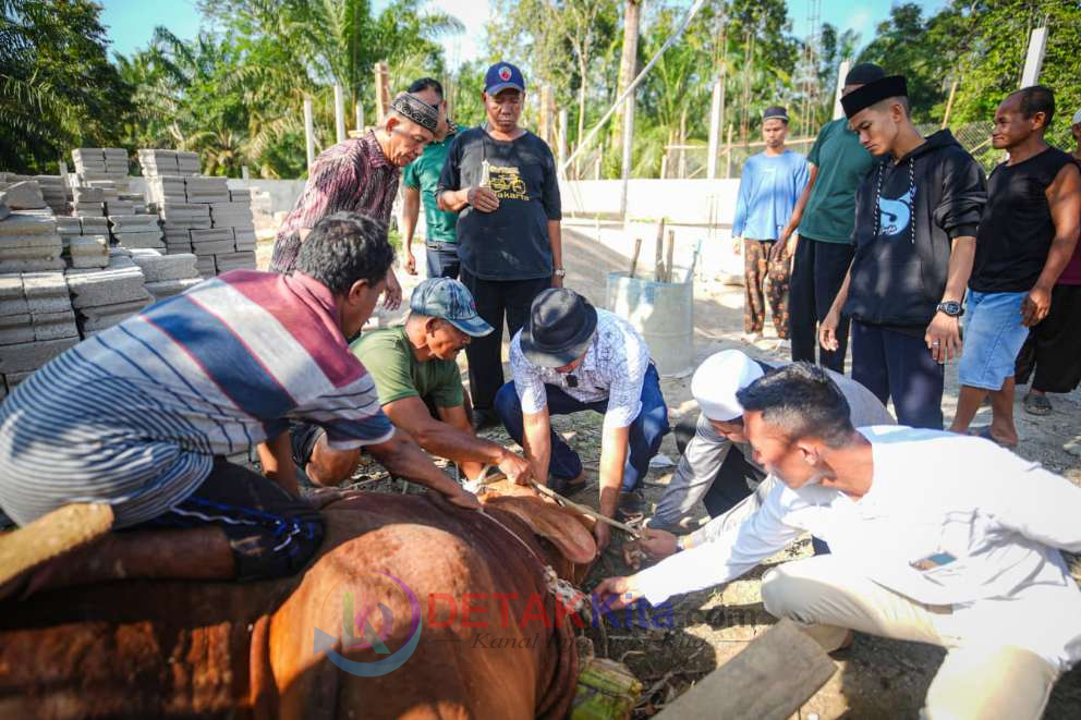 Sapi Kurban Presiden Prabowo 829 Kg Disembelih di Inuman — Warga Kuansing Bersyukur