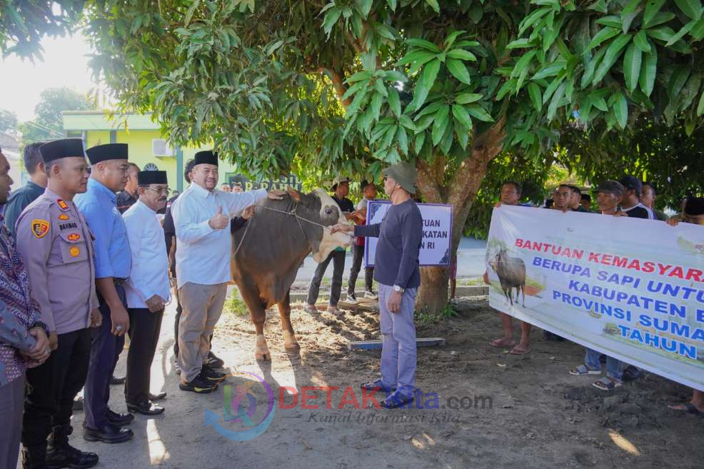 Sapi Kurban Presiden Prabowo Tiba di Batu Bara—Bupati Baharuddin: Bukti Negara Hadir untuk Rakyat