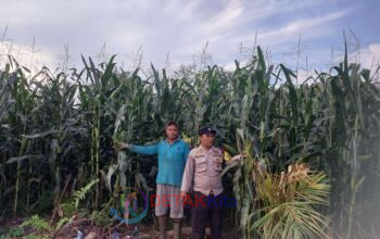 Polsek Kuantan Hilir Kawal Swasembada Pangan — Jagung Warga Pulau Madinah Tumbuh Subur