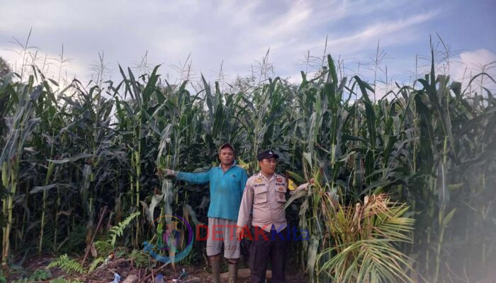 Polsek Kuantan Hilir Kawal Swasembada Pangan — Jagung Warga Pulau Madinah Tumbuh Subur