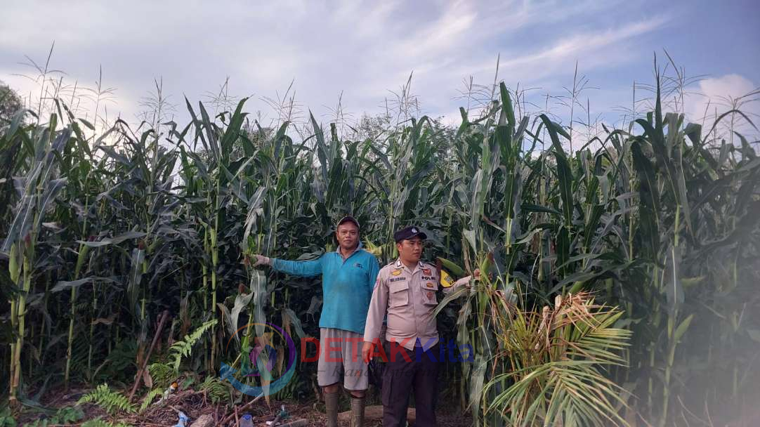 Polsek Kuantan Hilir Kawal Swasembada Pangan — Jagung Warga Pulau Madinah Tumbuh Subur